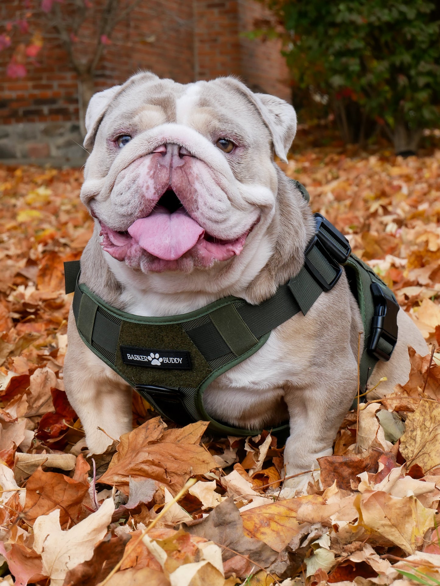 Rugged Harness- Evergreen