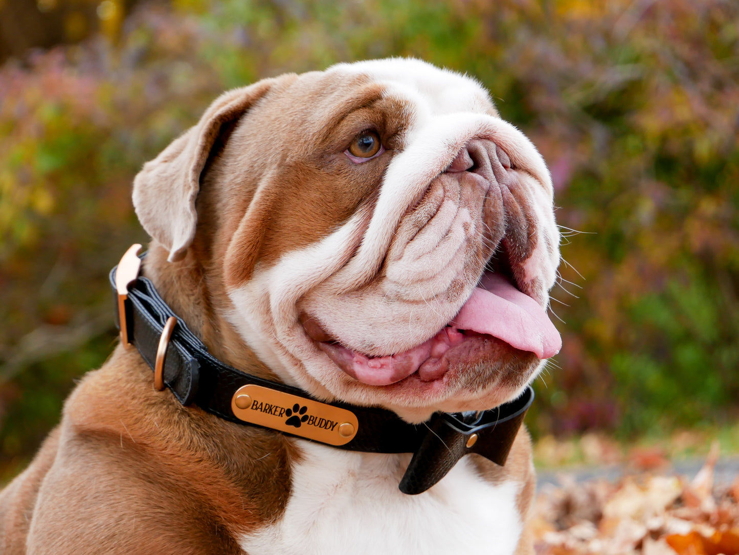 Luxury Leather Collar and Leash Set w/ Bowtie