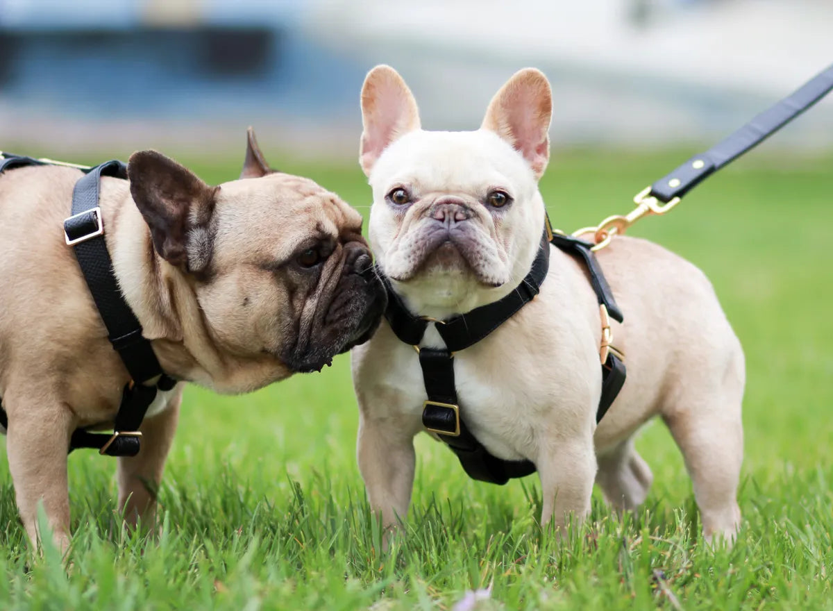 Luxury Leather Harness