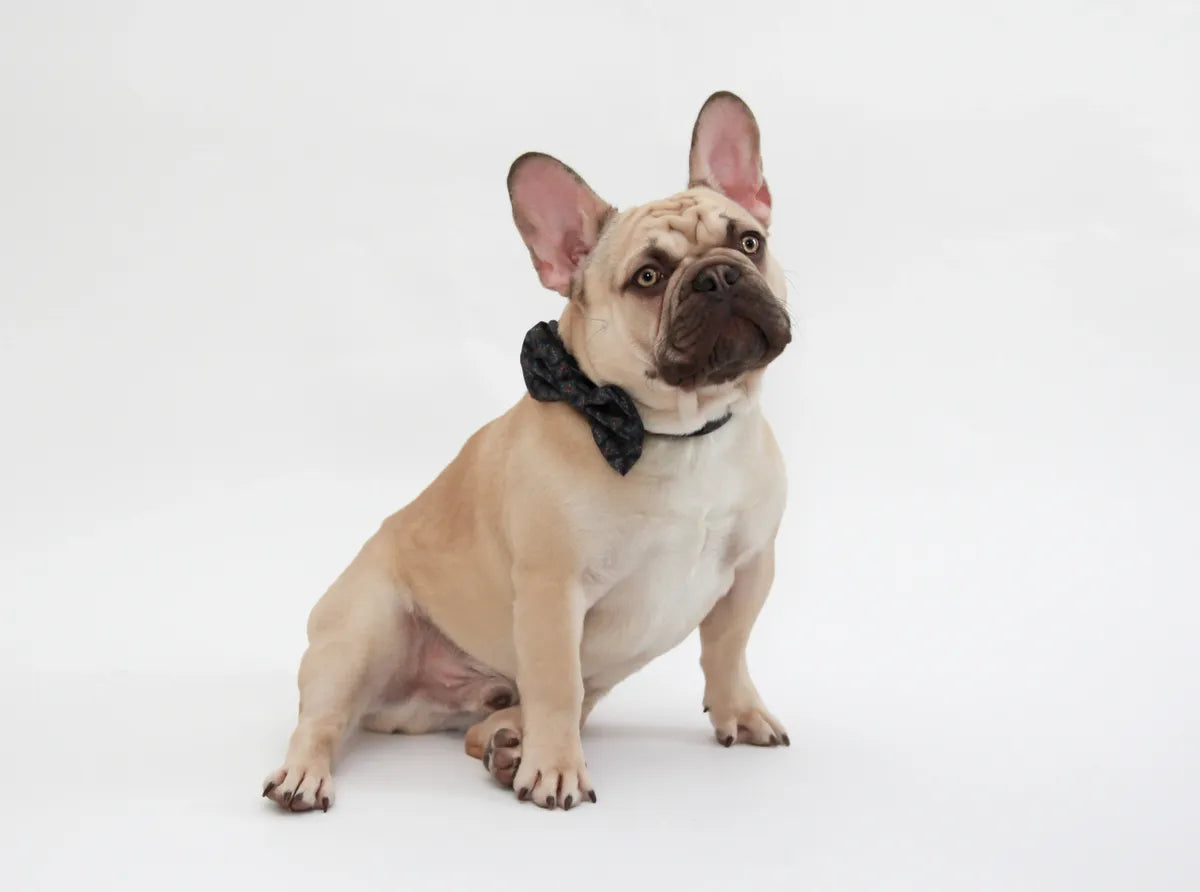 Abstract Frenchie Bowtie