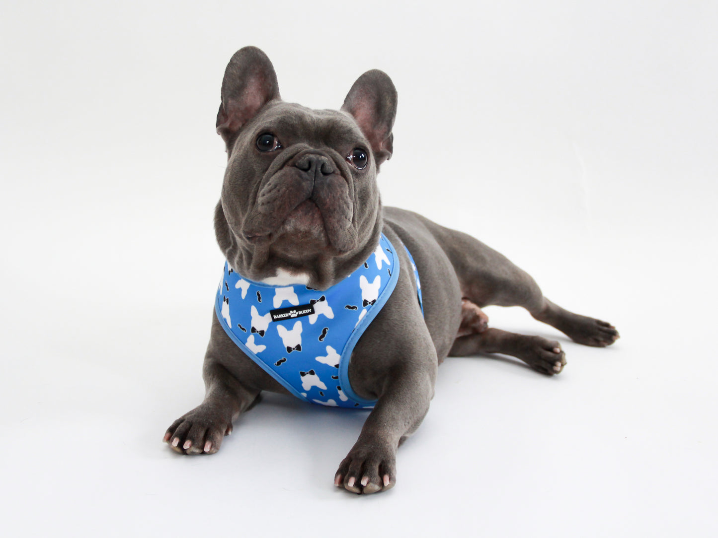 The Gentlemen Reversible Harness