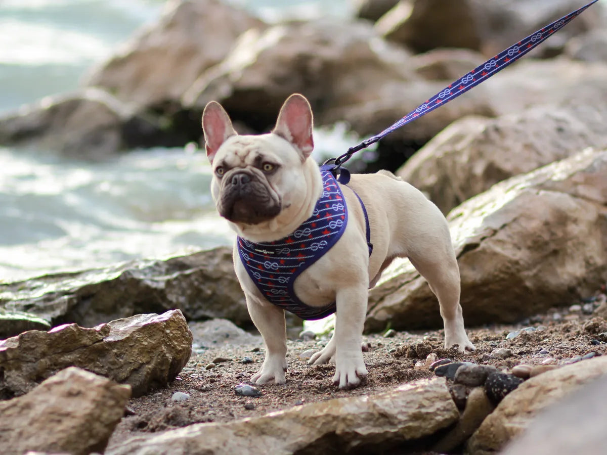 The Captain's Harness