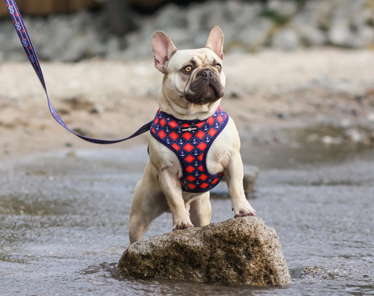 The Captain's Harness