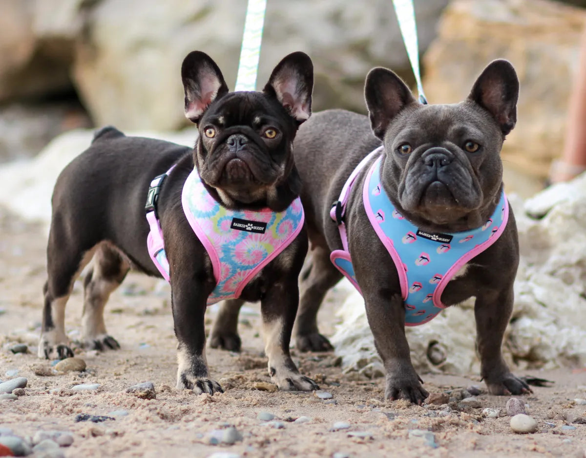 Ride or Tie-Dye Harness