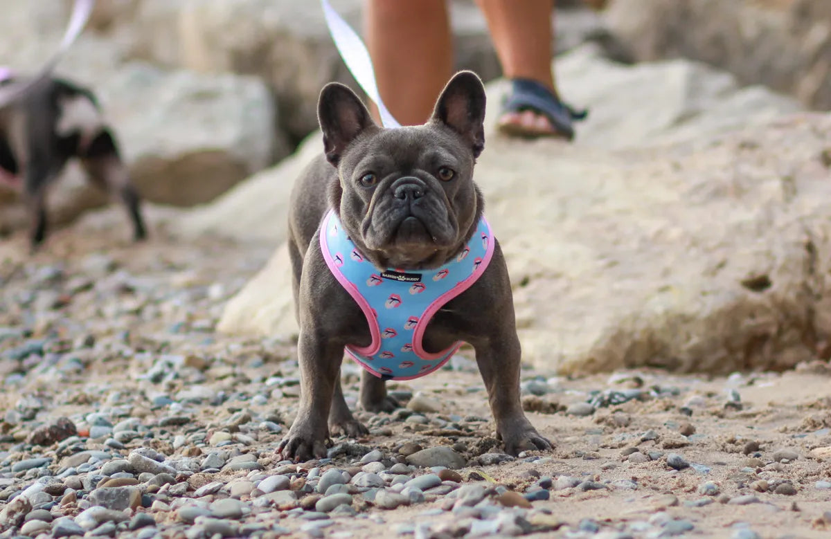 Ride or Tie-Dye Harness