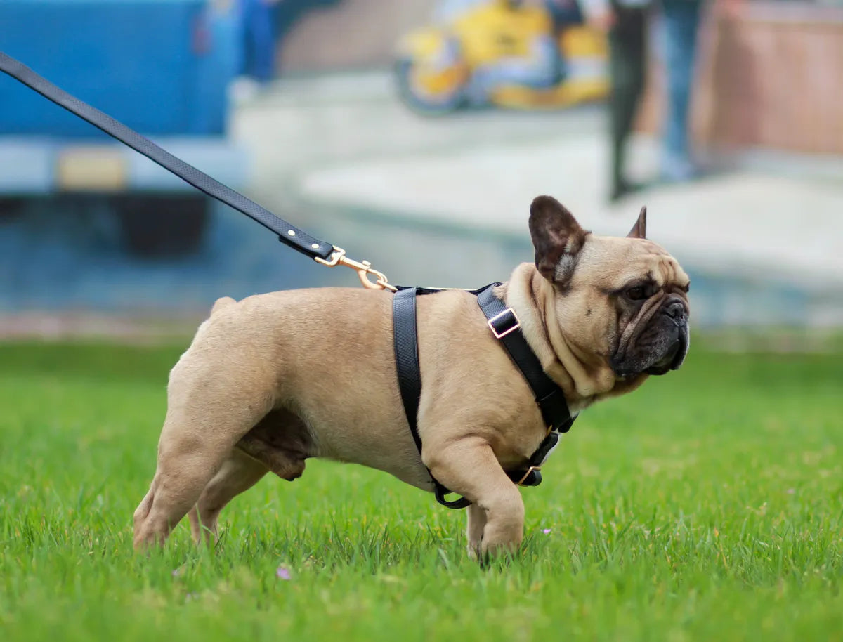 Luxury Leather Harness