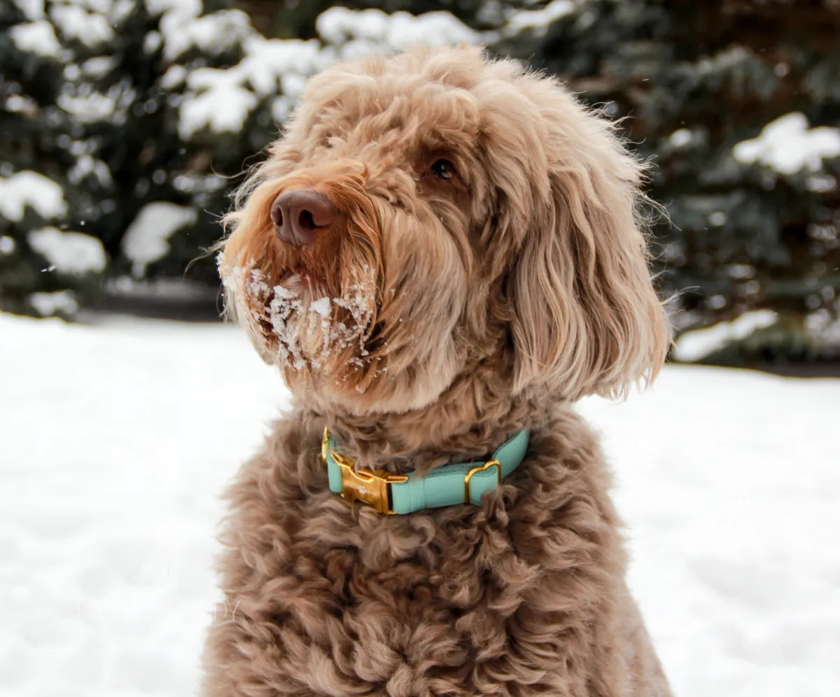 Mint Leather Collar & Leash Set