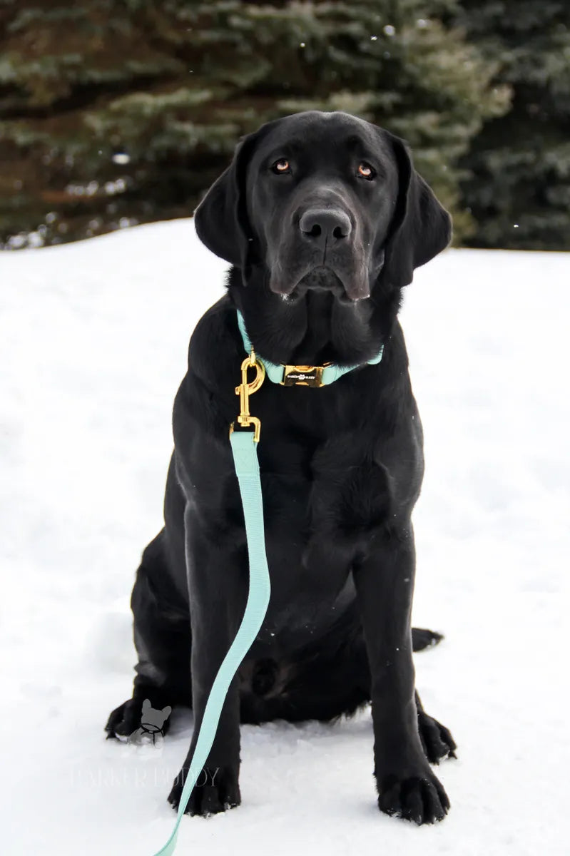 Mint Leather Collar & Leash Set