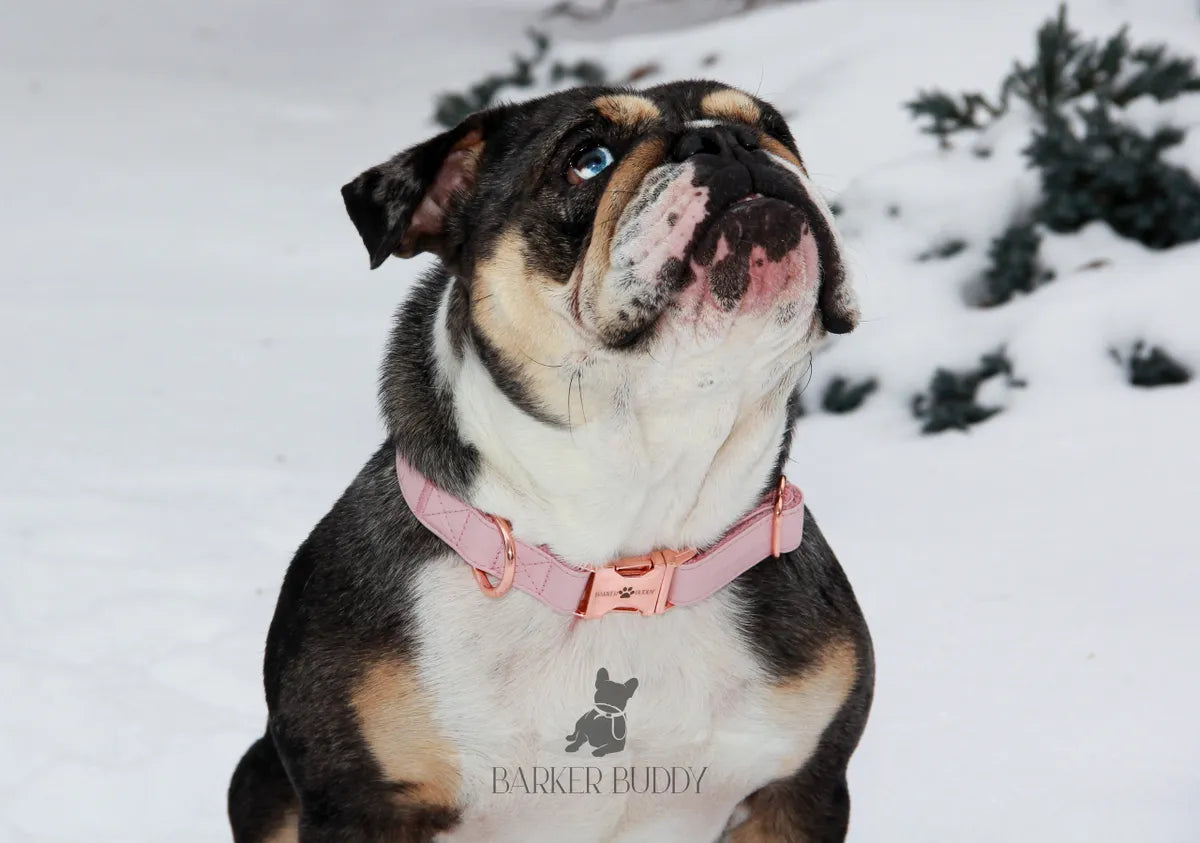 Pink Leather Collar & Leash Set
