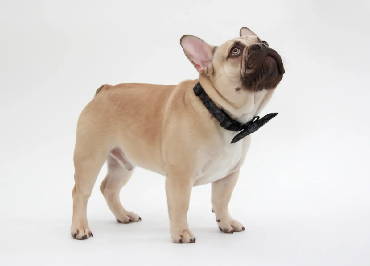 Abstract Frenchie Bowtie