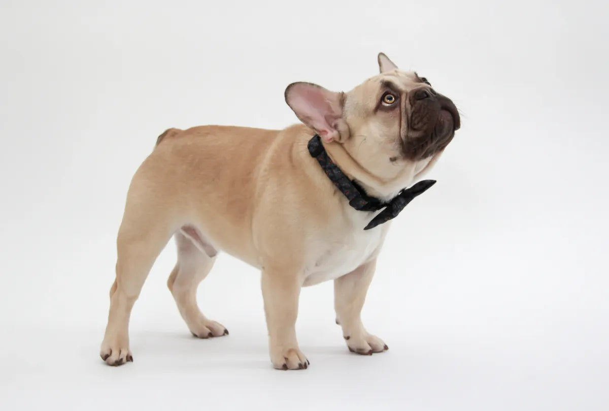 Abstract Frenchie Bowtie