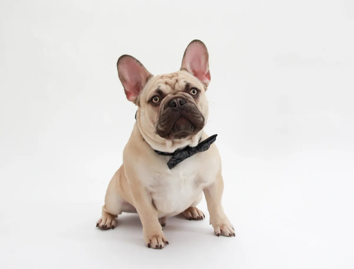 Abstract Frenchie Bowtie