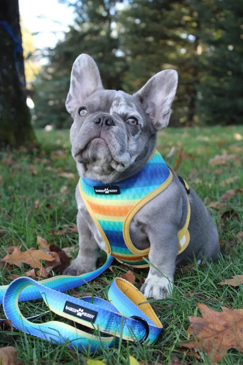 Golden Zen Reversible Harness