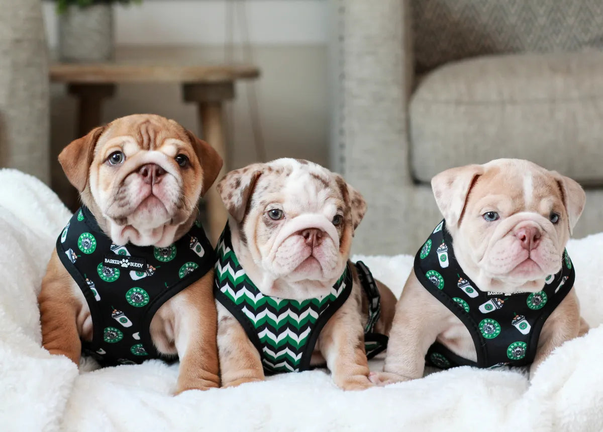 BarkerBucks Reversible Harness