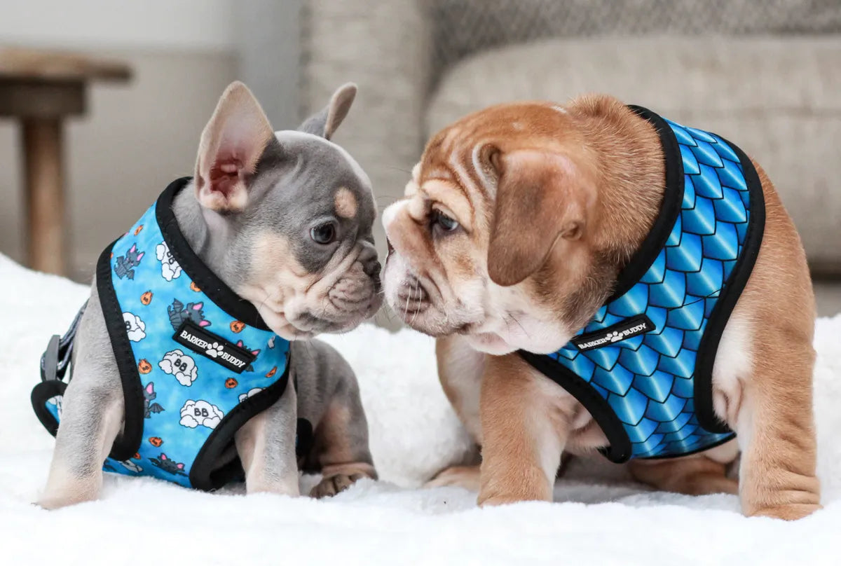 Frenchie Dragon Reversible Harness
